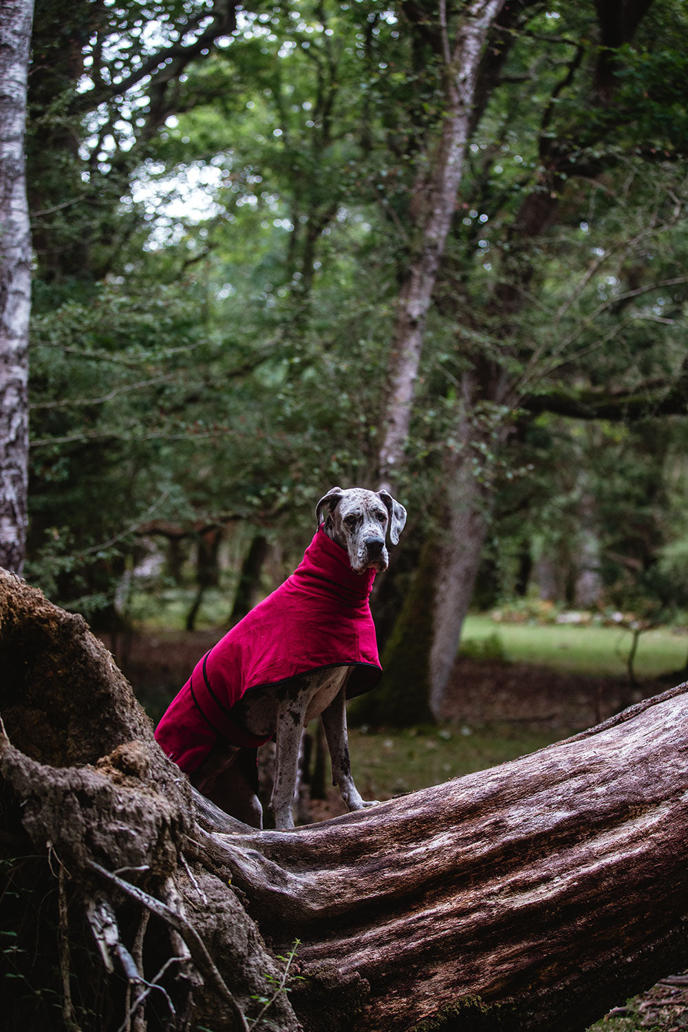 The Woodland Fleece